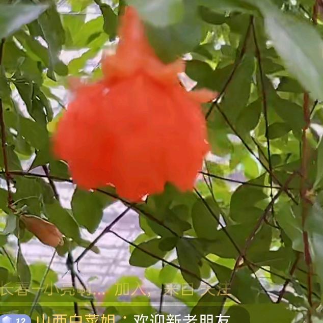 平安快乐