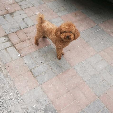 杨工，强电，弱电，网络，楼宇对讲精修