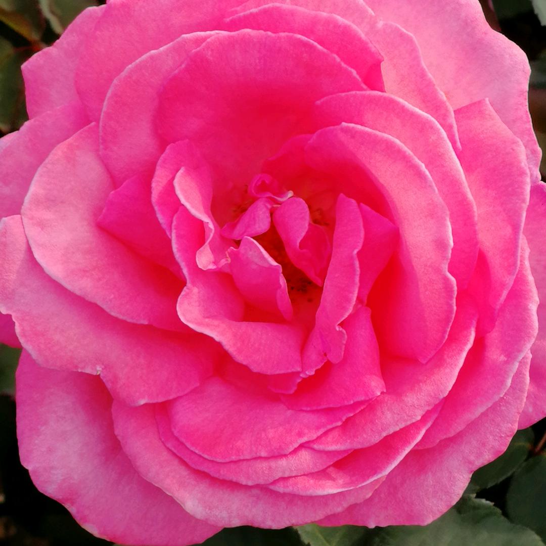 小花