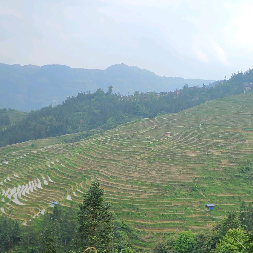 尼尼