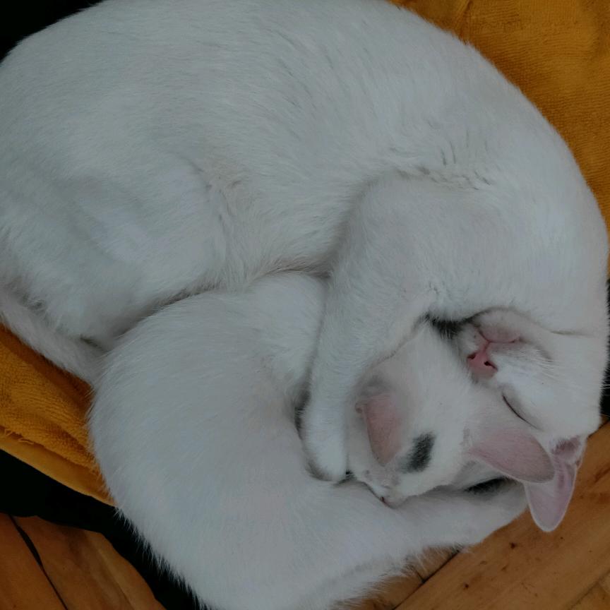 豌豆宝贝