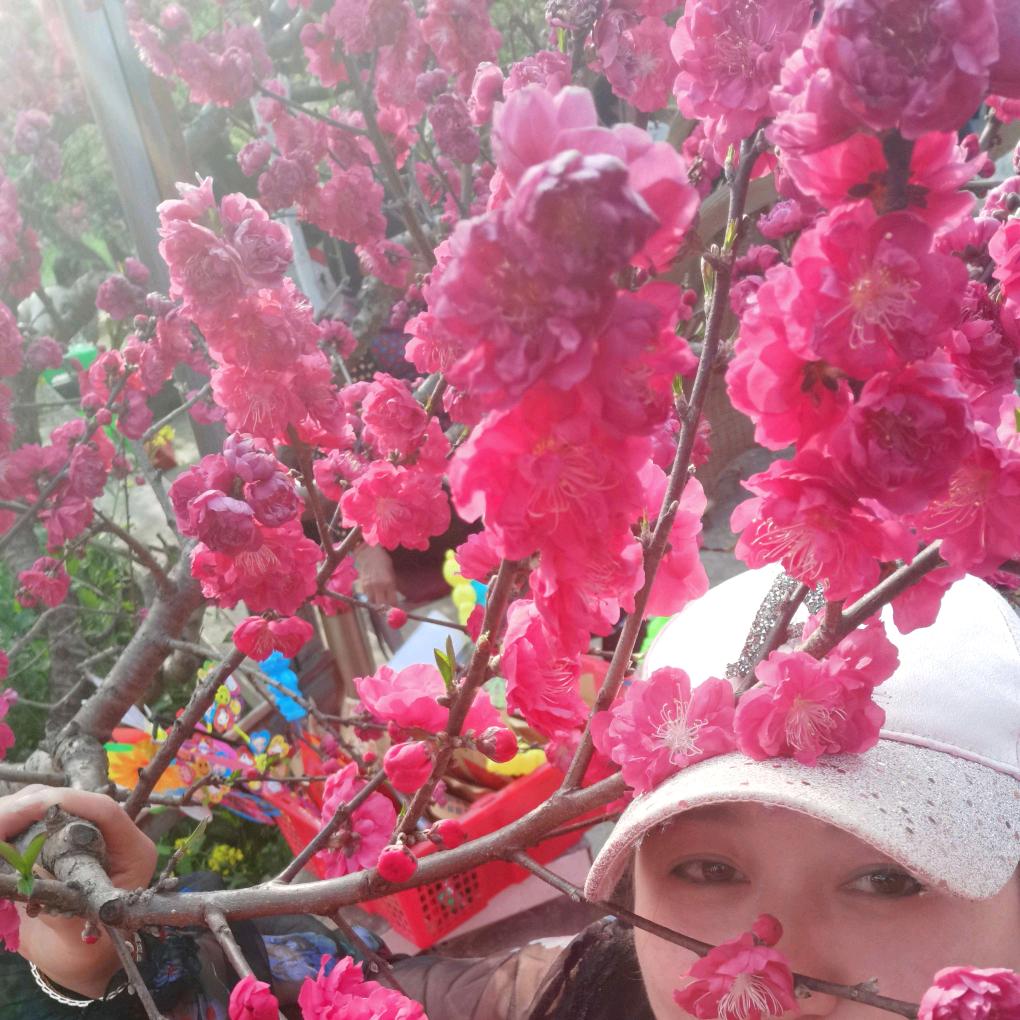 🌸🌸木易杨🌸🌸🌸