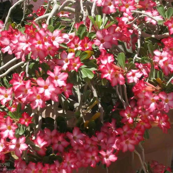 🇨🇳星空梦想🇨🇳