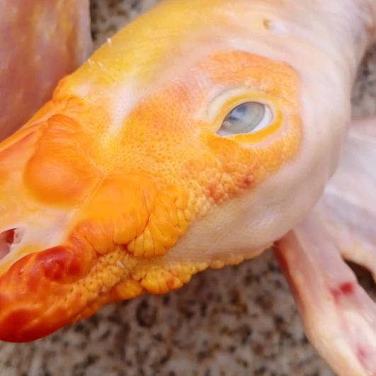 农场，永春一中口龙龙家禽店