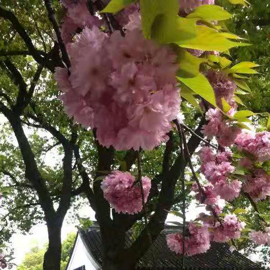 🌸花好月圆🌸