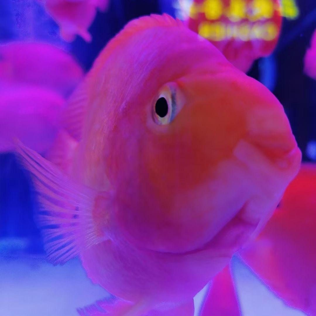 小鱼游深圳