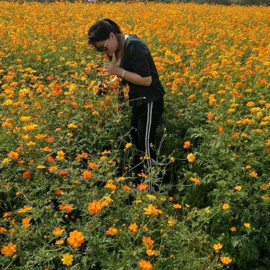 兰花清雅