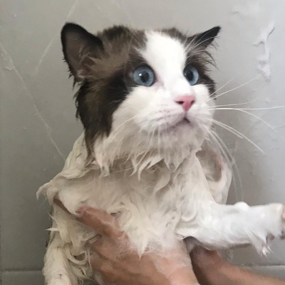 80万“空军”教头