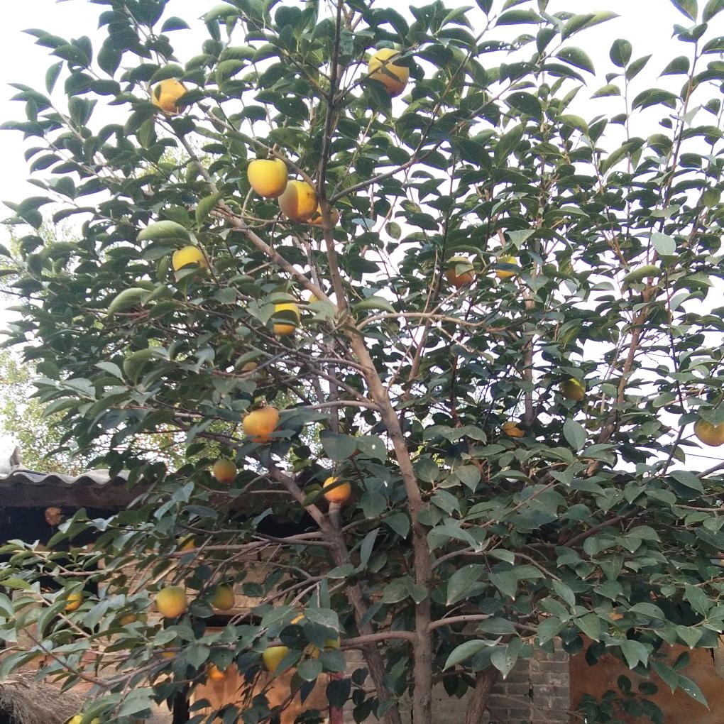 三