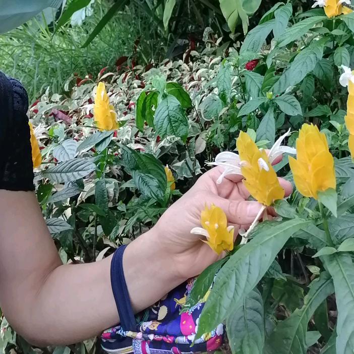 兰馨