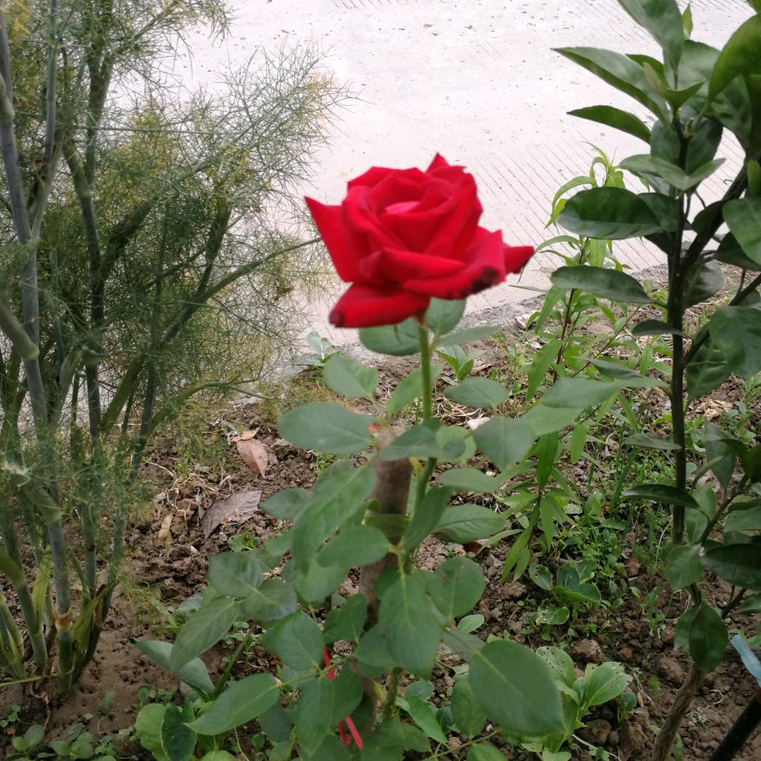 简单快乐