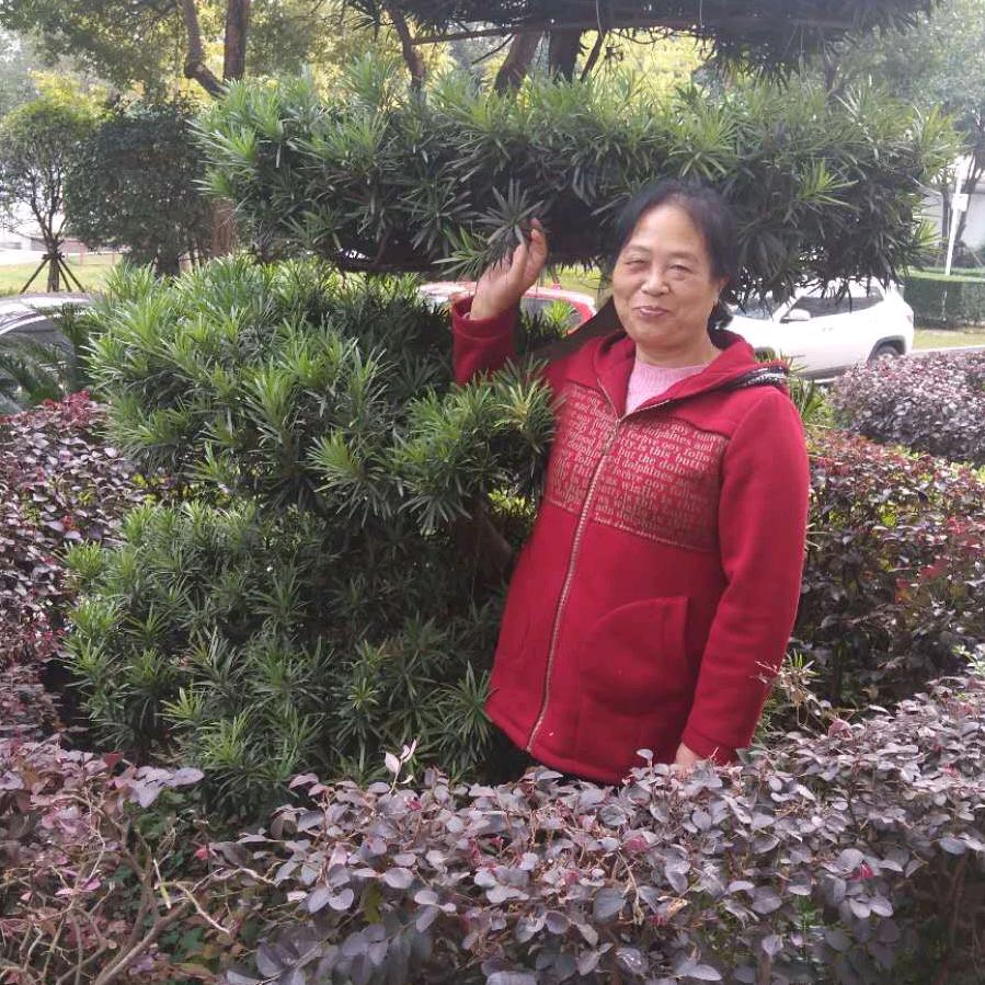 小小蒲公英