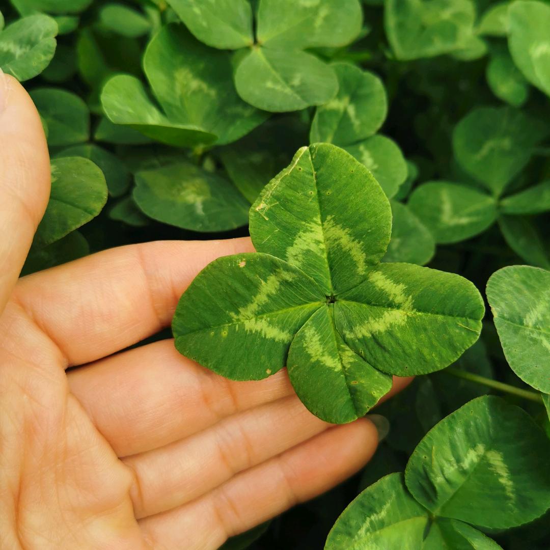 小久妹呀（冲1000粉）