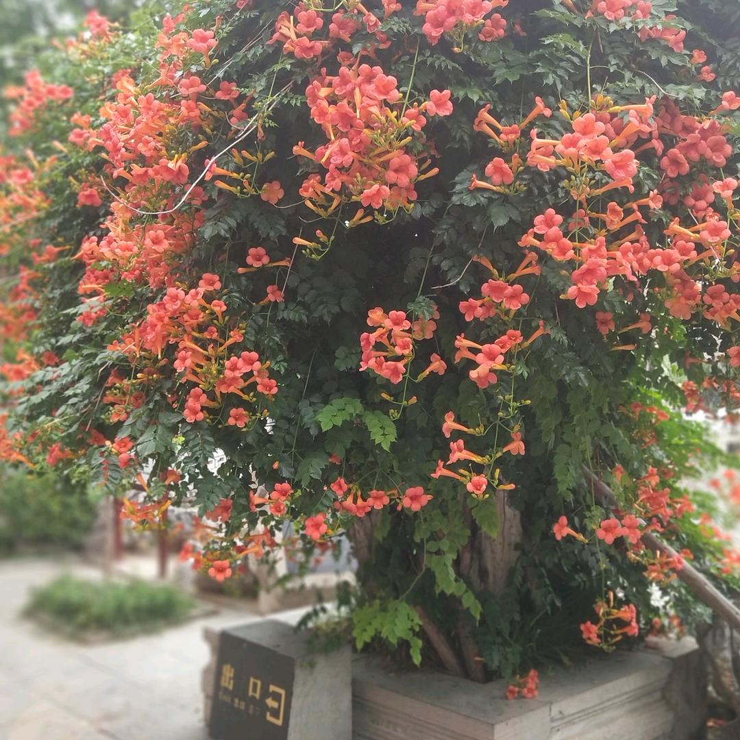 温润如玉