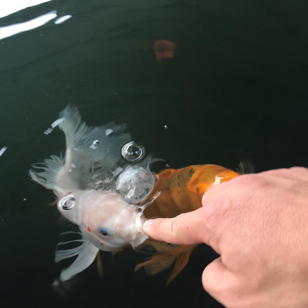 湖北麻城鑫天恩石业