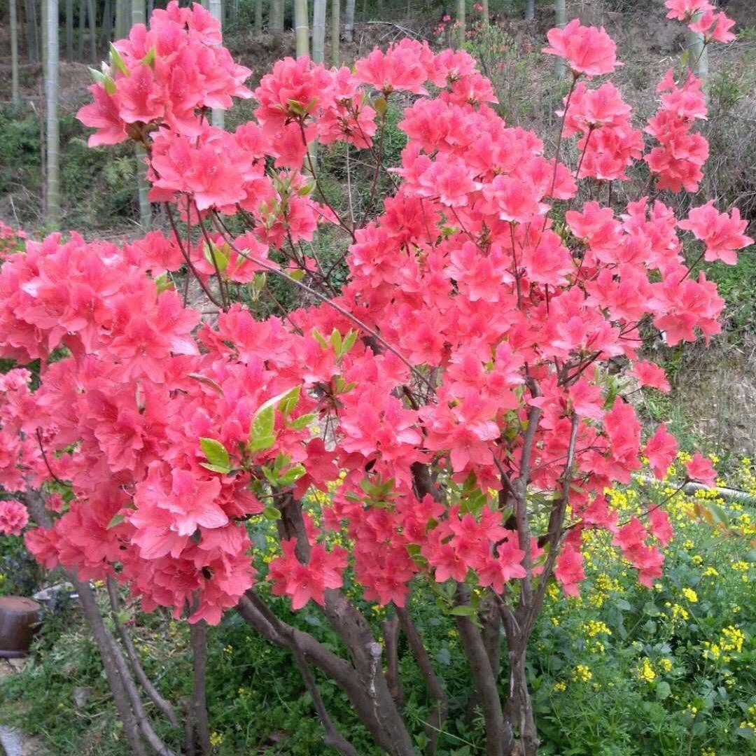 🌹💐杜鹃花🌷🌺