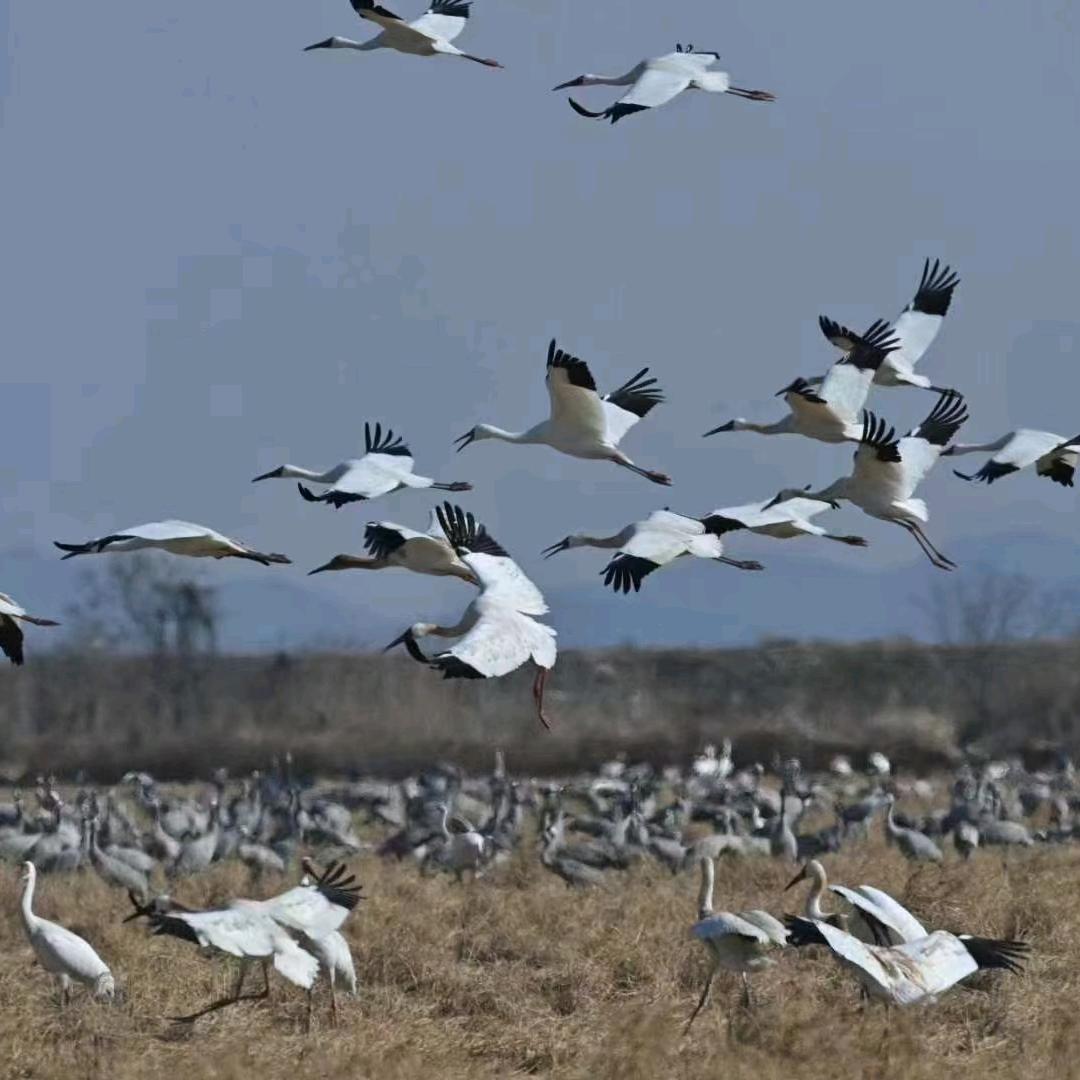 专业北海道篱笆苗，色块，种植，自产自销