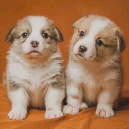 s5哈喽🌈河北三腾管道专业生产PE P