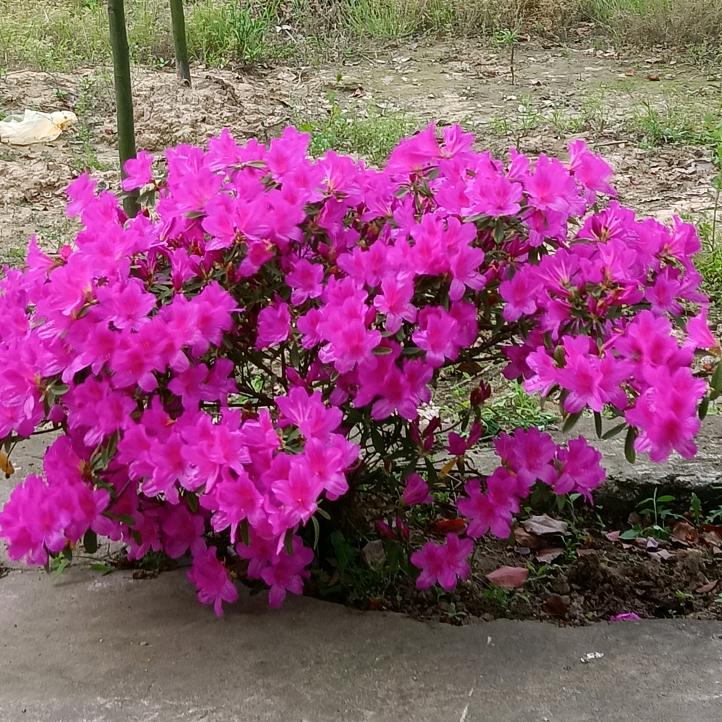 LAS