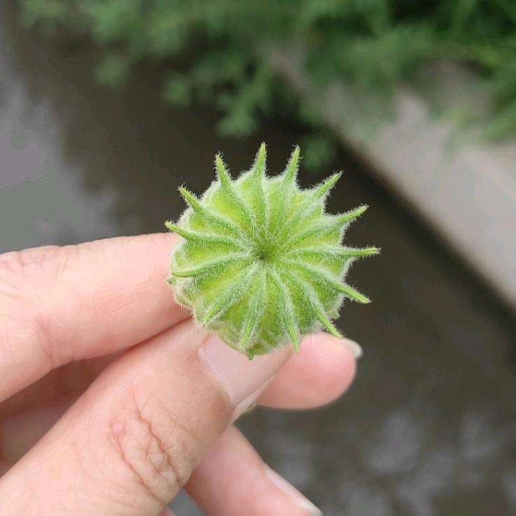 村里有个姑娘叫小芳