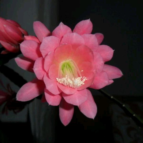 塞北春色