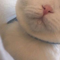 猫芒布芝岛
