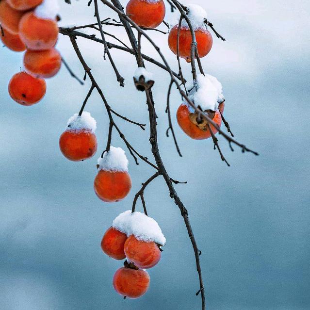 😘雪影迷情