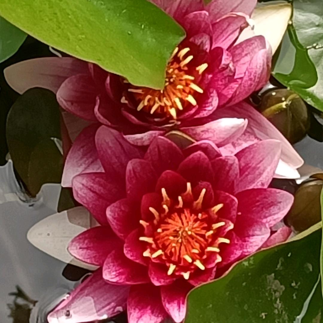 大姐