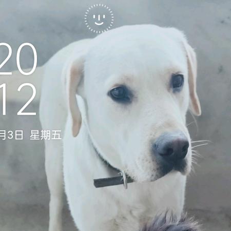 孤影雪狐