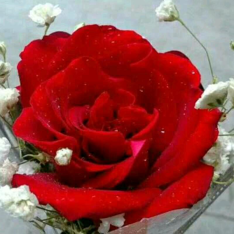 @勿忘初心🌹🌹