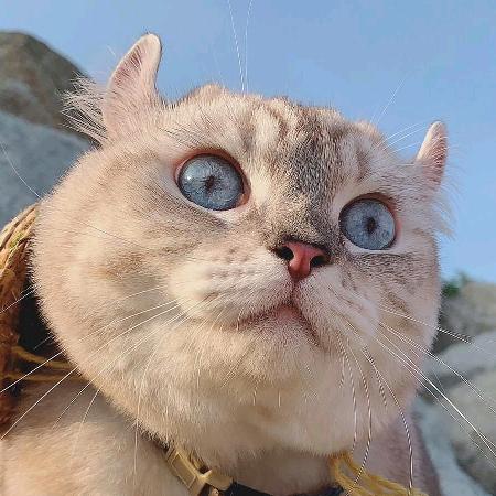 🍀就不吃香菜🐯