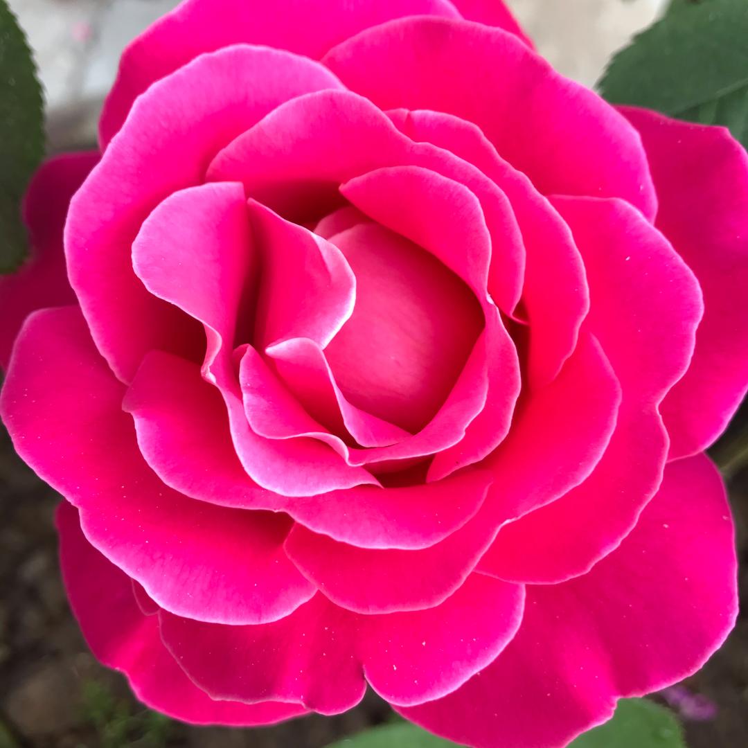 红玫瑰🌹🌹🌹