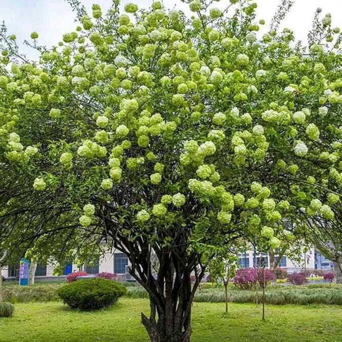 《晨飞》腾千亿花卉园艺