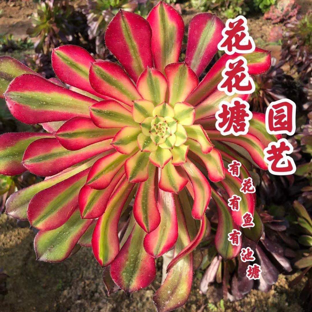 花花塘园艺