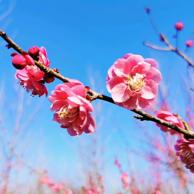 红梅花开