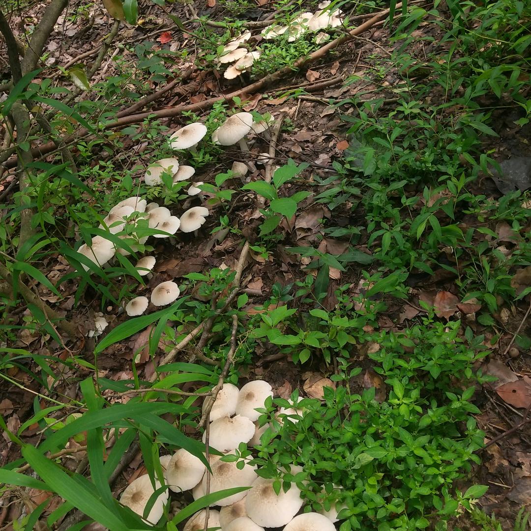 户外找蘑菇爱好者