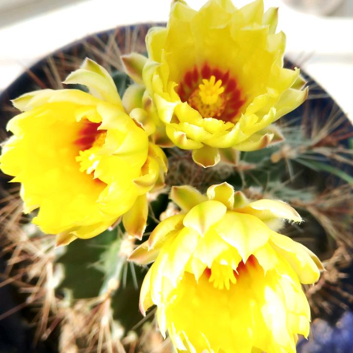 张淑芬