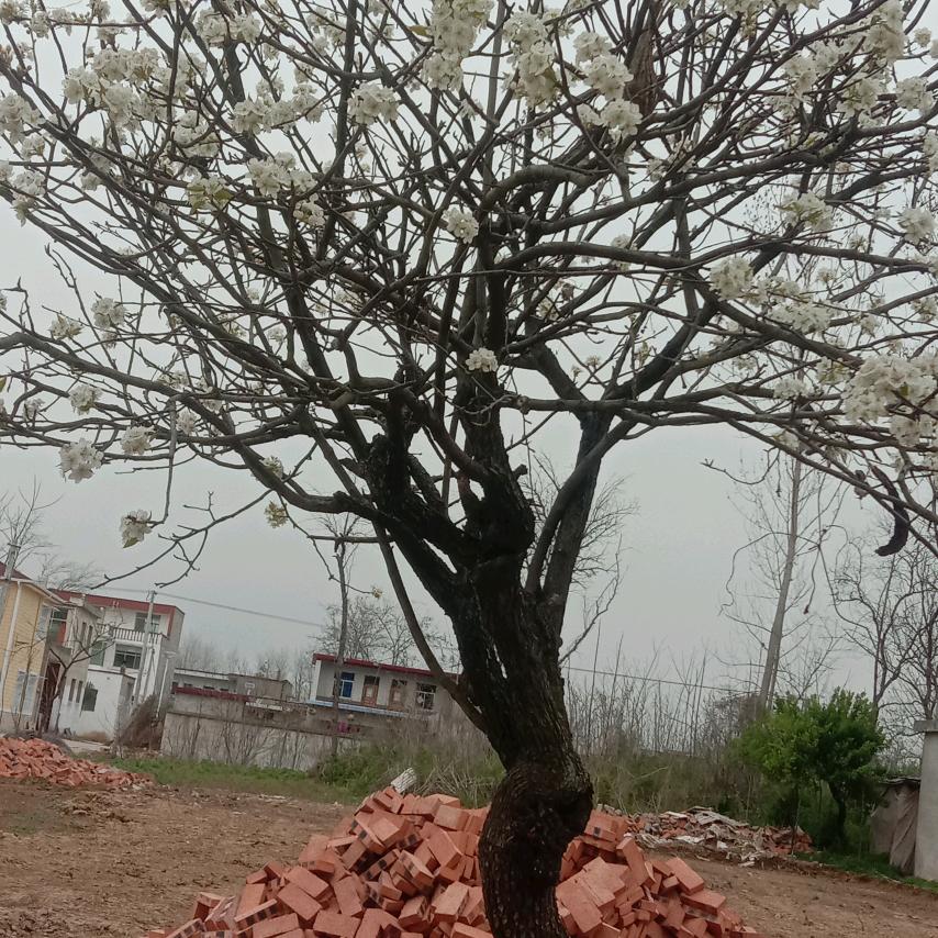 丁好超