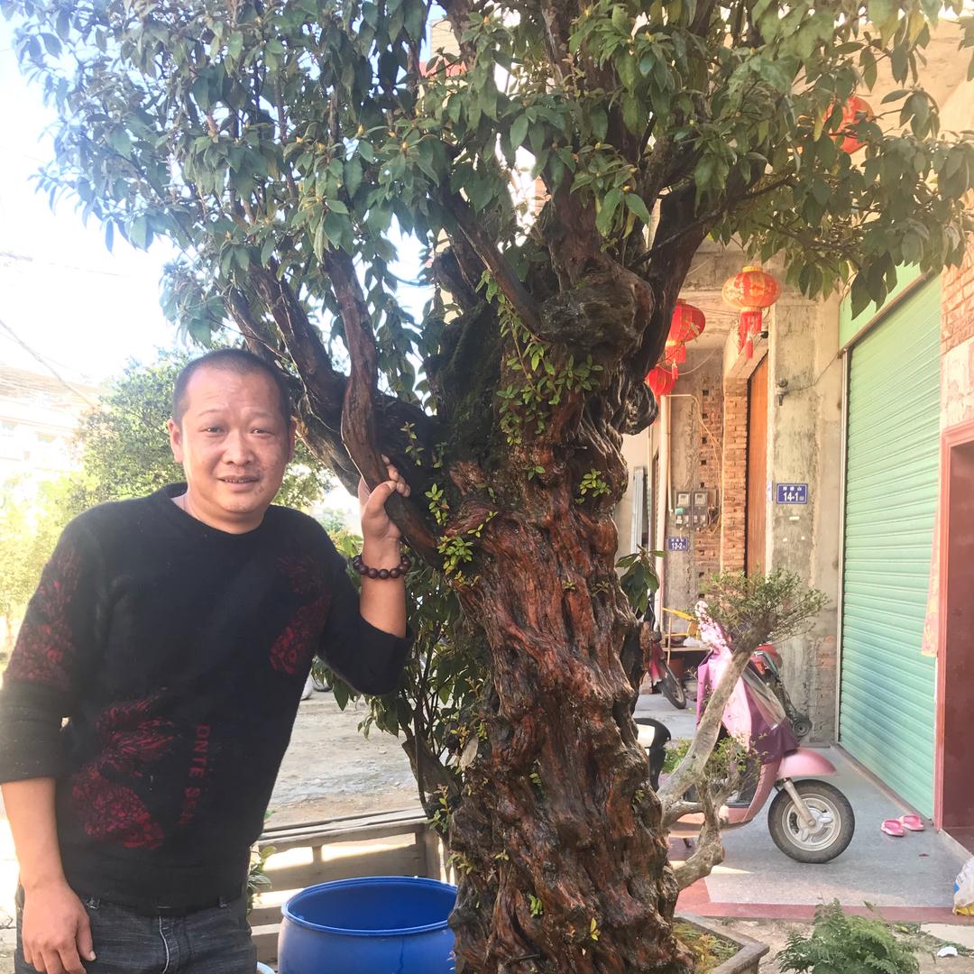 漳平市永福壮壮哥花木场