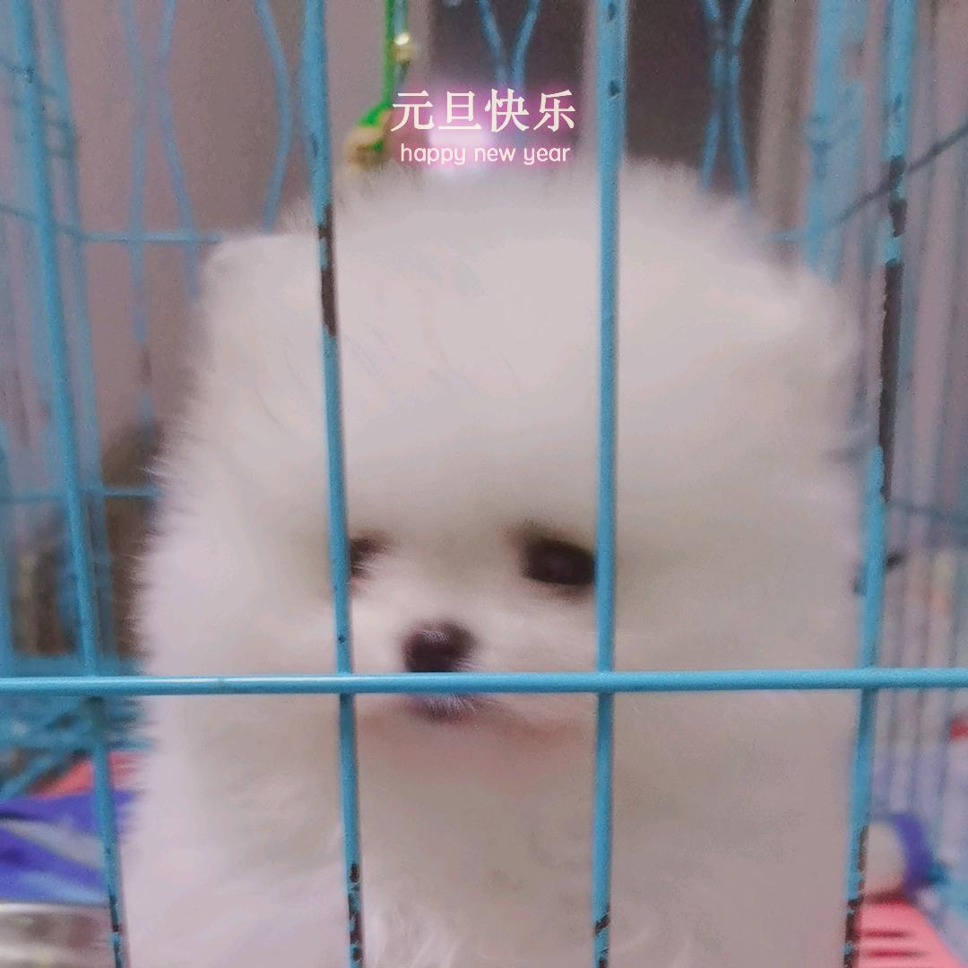 家有小宠