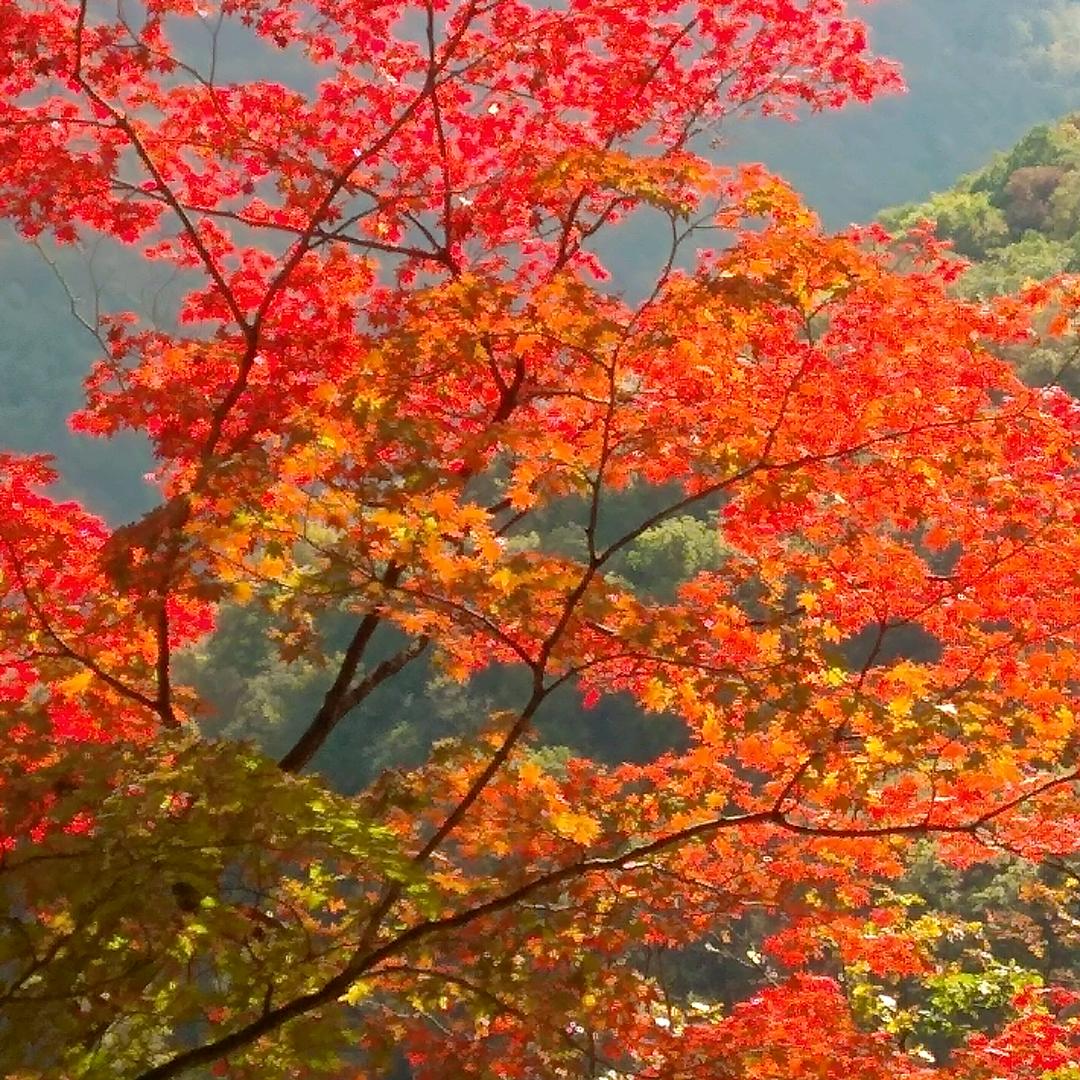 🇨🇳阿杰（期盼）