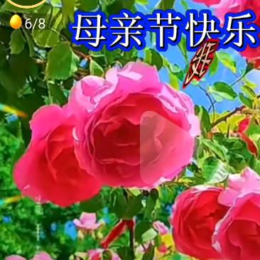 暖阳/