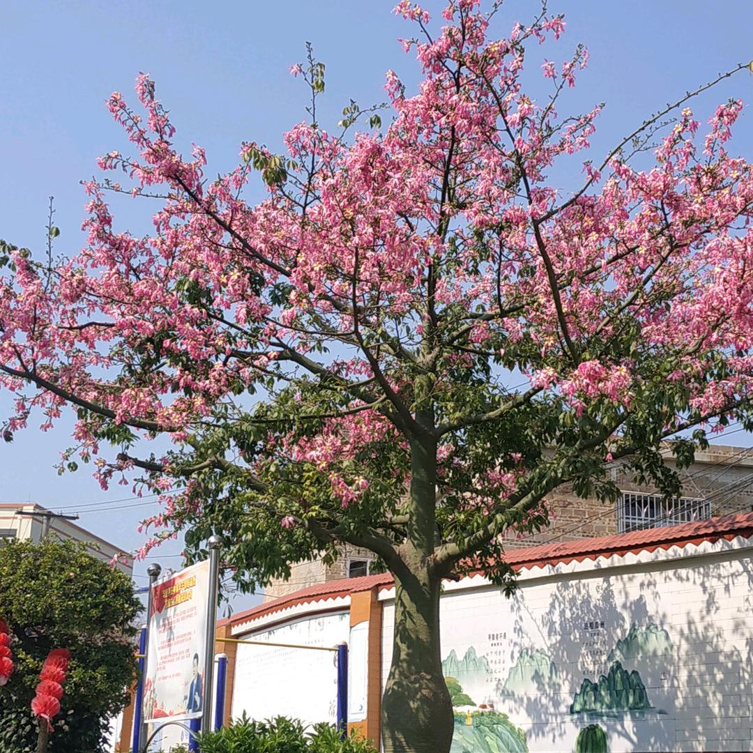 影子