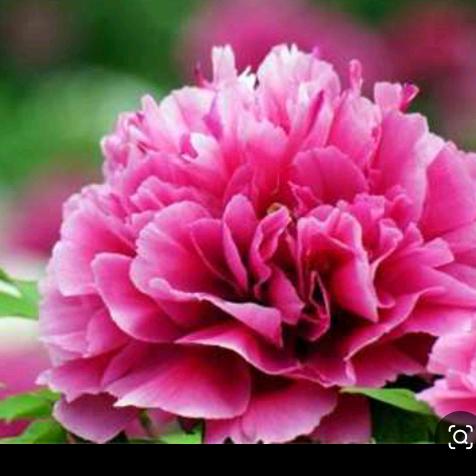 吉祥花儿开。（教唱歌龙老师学员）