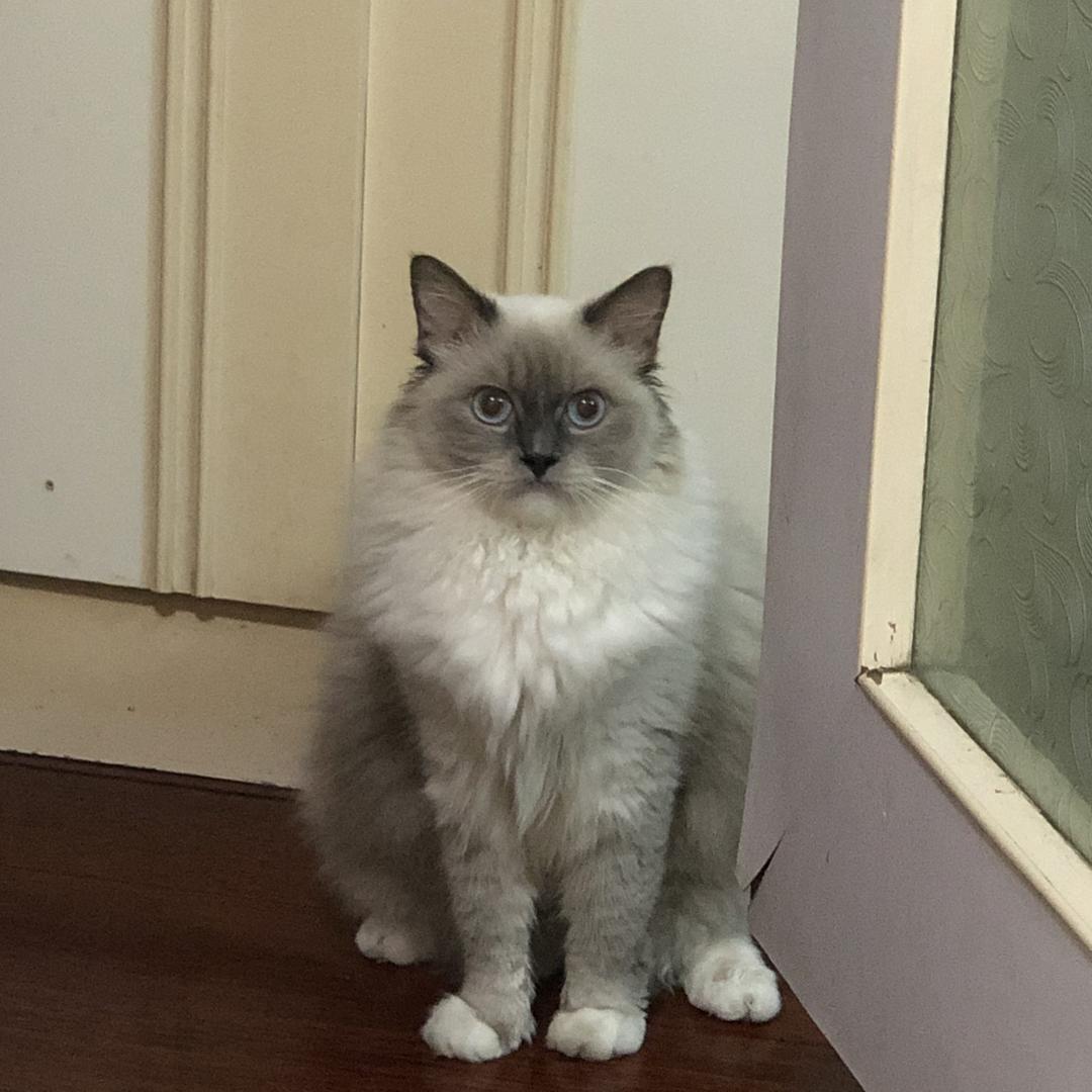 肥葵葵是一只布偶猫