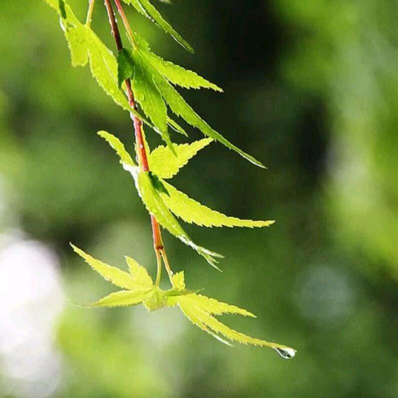 一缕✪ω✪阳光