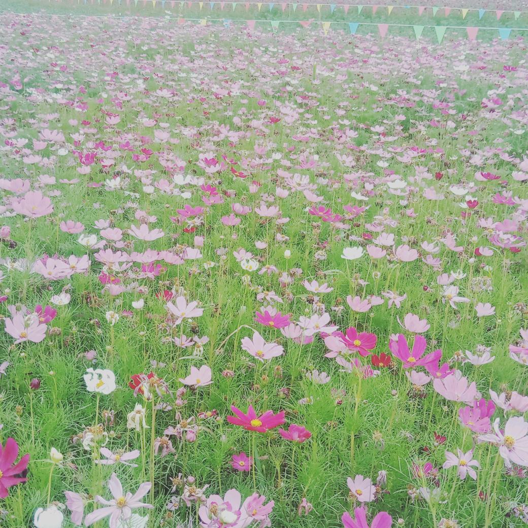 向日葵🌻🌻🌻