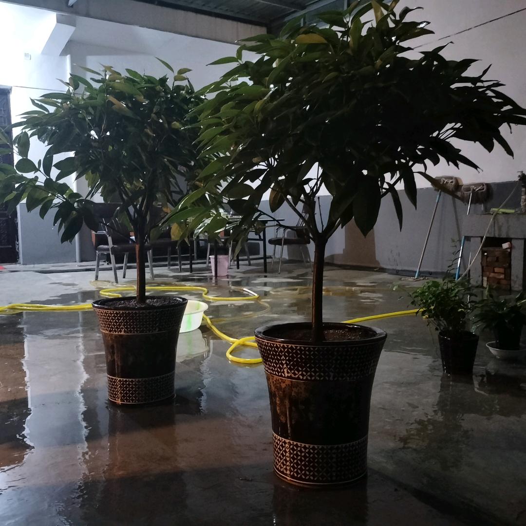 风一样的男人
