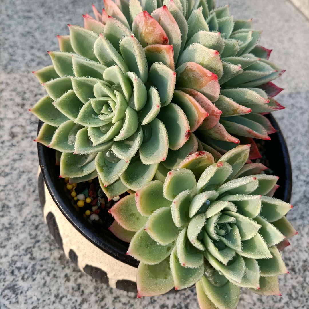 吕蒙