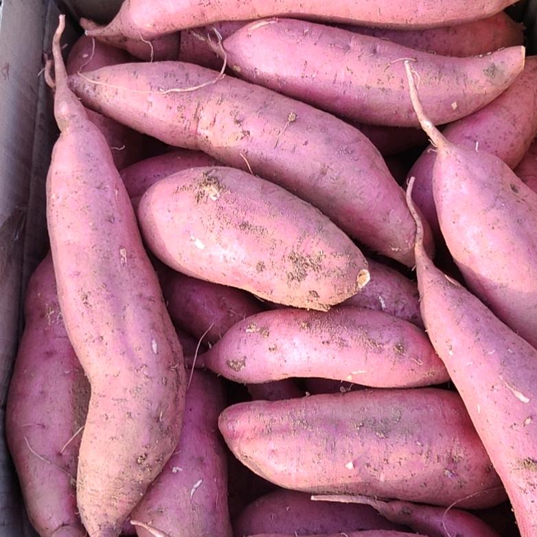 火星土农作物种植